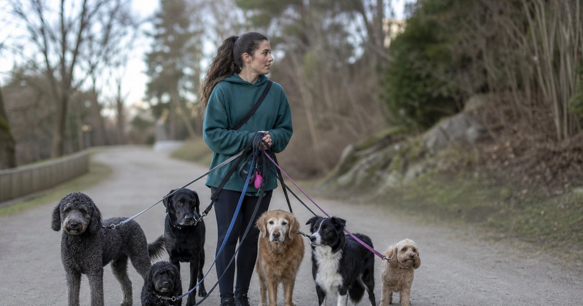 How Many Dogs Can One Walker Safely Handle on a Single Group Walk?