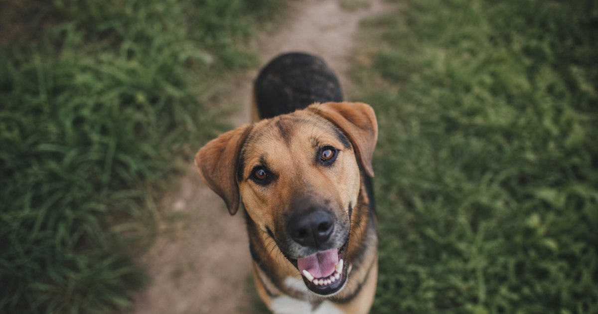 What Information Do Dog Owners Actually Want in a Post Walk Update?